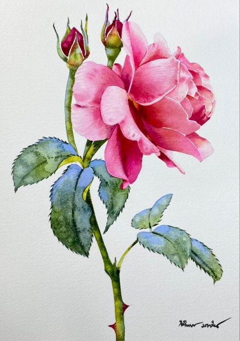 Realistic Rose Drawing, Sketches Vintage, Garden Illustrations, Floral Sketches, Flower Anatomy, Vintage Floral Art, Arte Aesthetic, Watercolor Paintings Nature, Art Tutorials Watercolor