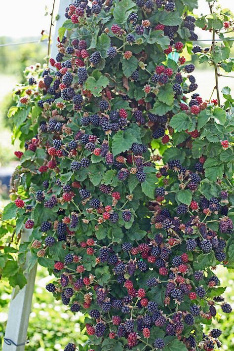 15 Fruits That Grow on Vines | List of Climbing Fruits Grow Blackberries, Fruit Garden Layout, Growing Blackberries, Berry Garden, Vertical Garden Design, Garden Layout Vegetable, Landscaping Simple, Landscaping Flowers, Diy Trellis