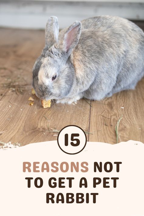 While rabbits are adorable little critters, they're not as easy to care for as they look. That's why we bring you 15 reasons not to get a pet rabbit. Before deciding to adopt and welcome a bunny into your home, consider these 15 things so you don't end up regretting your decision and rehoming your new pet! Best Bunnies For Pets, Indoor Bunny Enclosure Ideas, Pet Bunny Care, Pet Bunny Rabbits Cage, Things To Do With Your Bunny, Rabbit Shelter, Owning A Bunny, Rabbit Condo, Bunny Pet Care