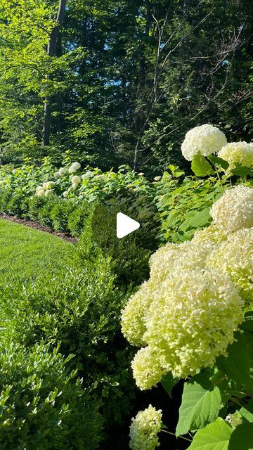 Sustainable Landscapes on Instagram: "A natural fence that is both beautiful and functional!  Annabelle Hydrangeas serve as the backdrop, with green velvet boxwoods framing the front row. Soon the opening will be home to a cedar arbor to create a timeless focal point 👌  #beautifulbackyard #hydrangeas #landscapedesign #landscaping #landscape #sustainabledesign #traversecitylandscape" Incrediball Hydrangea And Boxwood, Hydrangea Along Fence, Boxwoods And Hydrangeas Front Of House, Boxwood And Hydrangea Landscaping, Hydrangea And Boxwood Landscaping, Arborvitae And Hydrangea Landscaping, Hydrangeas And Boxwoods, Landscaping With Boxwoods, Boxwood Landscaping Front Yard