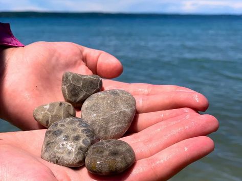 Finding Petoskey Stones in the Wild: 5 Tricks the Locals Use - Hey Michigan Michigan Rocks Hunting, Petoskey Stone Jewelry, Michigan Rocks, Petoskey Michigan, Suttons Bay, Gem Hunt, Glen Arbor, Michigan Adventures, Harbor Springs