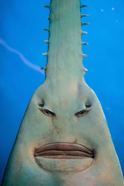 The Underside Of A Sawfish Better Known As “I’d Like To Speak To Your Manager” Cursed Imagines, Adorable Frogs, Hidden Faces, Creature Marine, Animal Skull, Deep Sea Creatures, Beautiful Sea Creatures, Underwater Creatures, Aquatic Animals