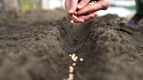 Farmer Sowing Seeds by kycheryavuy Close-up of a farmer sowing seeds. Video can be used in food, preparation, natural, work, bean, green, closeup, sow, land, sowing, detail, outdoor, farmer, fresh, spring, crop, human, close-up, dirty, cultivated, farming, new, seedling, planting, farm, growing, vegetable, outdoors, grain, hold, orga Agriculture Pictures, Sowing Seeds, Brave Quotes, Pastors Wife, Swami Vivekananda, A Farmer, Christian Lifestyle, Christian Blogs, Christian Bloggers