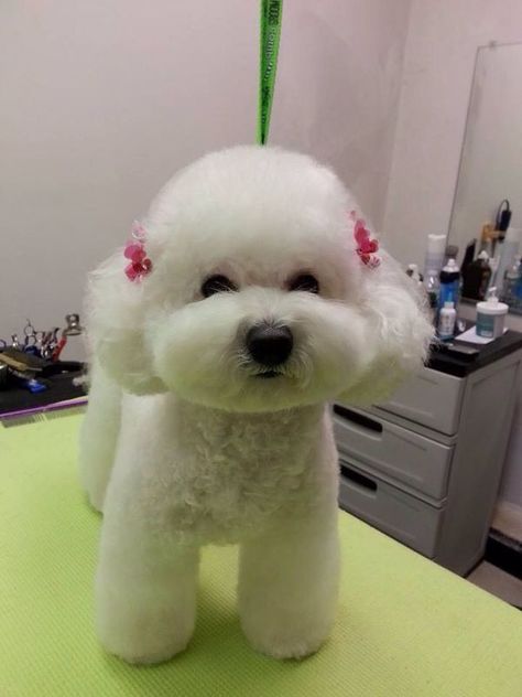 12 Haircuts for Bichon Frises – The Paws Dog Grooming Diy, Dog Grooming Styles, Poodle Haircut, Bichon Dog, Bichon Frise Puppy, Puppy Grooming, Poodle Grooming, Grooming Style, Dog Haircuts