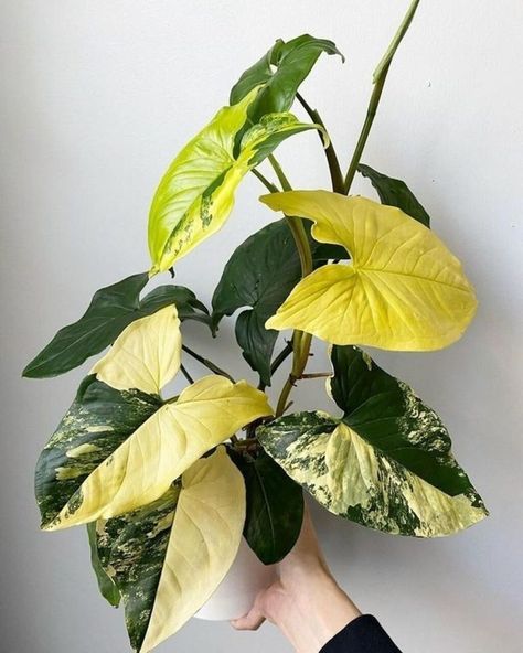 Syngonium Varieties: 15 Common & Rare Types For 2022 Philodendron Plant Varieties, Syngonium Varieties, Syngonium Plant, Arrowhead Plant, Plant Goals, Organic Soil, Trailing Plants, Variegated Plants, Starter Plants