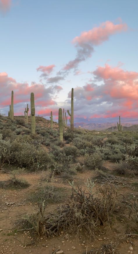 Arizona Road Trip Aesthetic, Things To Do In Lake Havasu Arizona, Desert Wallpaper Aesthetic, Arizona House Aesthetic, Arizona Aesthetic Wallpaper, Scottsdale Arizona Aesthetic, Tucson Arizona Aesthetic, Scottsdale Aesthetic, Sedona Arizona Aesthetic