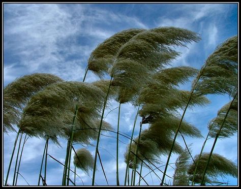 Trees Blowing in the Wind | Blowing in the Wind What Is Wind, Wind Pictures, Geography For Kids, Blowin' In The Wind, Blowing In The Wind, The Eagles, Sea Monsters, Windy Day, Gone With The Wind