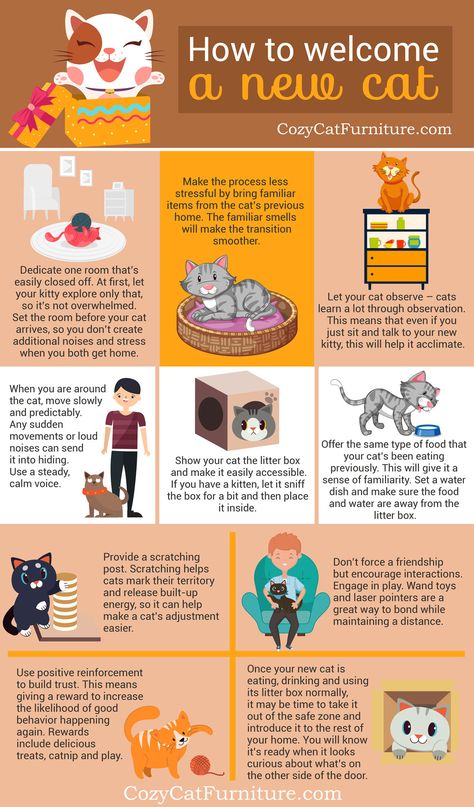 Welcoming a new cat can be difficult - especially if you have other pets or little kids. These tips will help you make the process easier. Cat Starter Kit List, Best Cat Accessories, Cat Adoption Checklist, Cat Shopping List, Kitten Schedule, Adopting A Cat Checklist, Owning A Cat For The First Time, How To Introduce Cats To Each Other, Kitten Must Haves