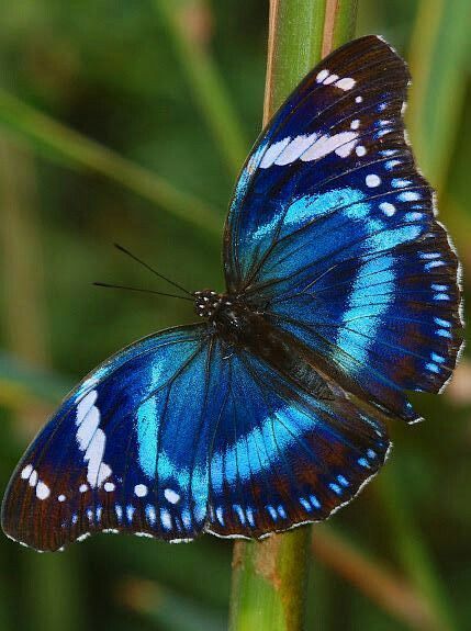 Blue Butterflies, Blue Butterfly, Butterflies, Green, Blue