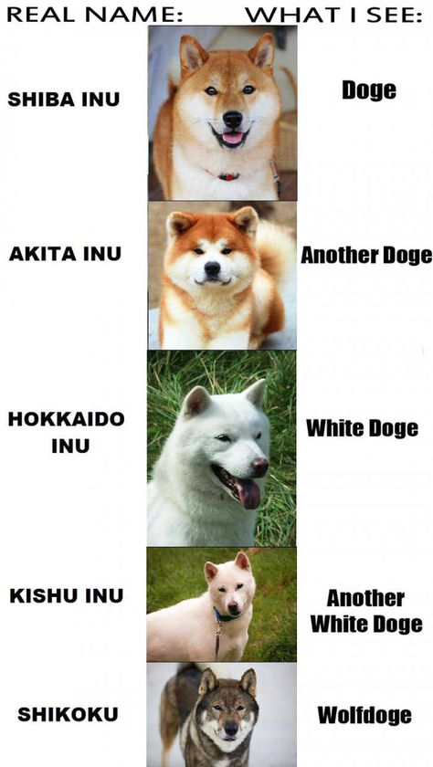 Such types. Very species. Much doges. WOW - 9GAG Ras Anjing, Japanese Dog Breeds, Doge Dog, Japanese Akita, Japanese Dogs, Shiba Inu Puppy, Akita Dog, Shiba Inu Dog, Animale Rare