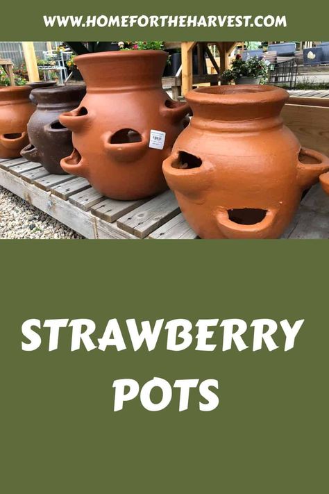 Strawberry pot basics Growing Strawberries Indoors, Strawberry Pot, Strawberry Beds, Strawberry Pots, Strawberry Planters, White Strawberry, Tower Garden, Garden Urns, Growing Strawberries