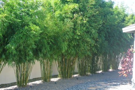 Outdoor Backyard With Green Clumping Bamboos : Landscaping Your Yard With Clumping Bamboo Fargesia Rufa, Privacy Landscaping Backyard, Bamboo Hedge, Bamboo Landscape, Clumping Bamboo, Bamboo Trees, Privacy Plants, Privacy Landscaping, Garden Privacy