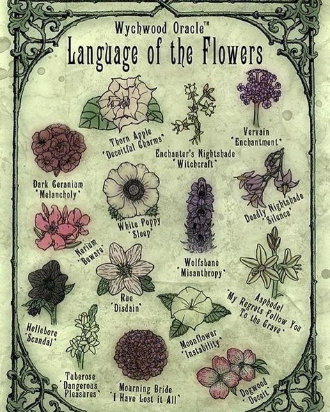 Language Of The Flowers, Flowers Doodles, Poison Garden, Witch Garden, Witchcraft Spell Books, Drawing Flowers, Witch Spell Book, Flower Meanings, Baby Witch