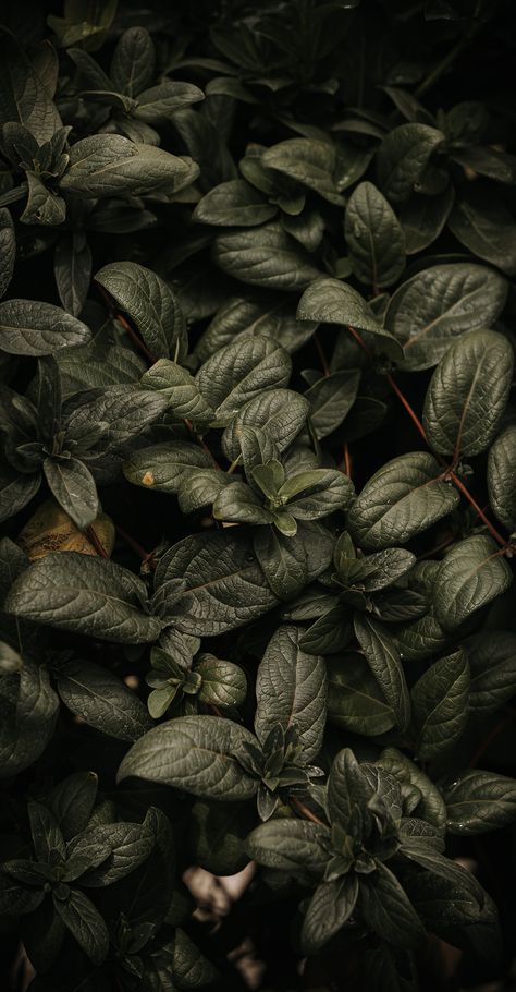 Dark Green Leaves Wallpaper, Dark Leaves Wallpaper, Green Wallpaper Hd, Leaves Phone Wallpaper, Greenery Aesthetic, Nature Images Hd, Cheetah Print Wallpaper, Swag Wallpaper, Iphone Wallpaper Lights