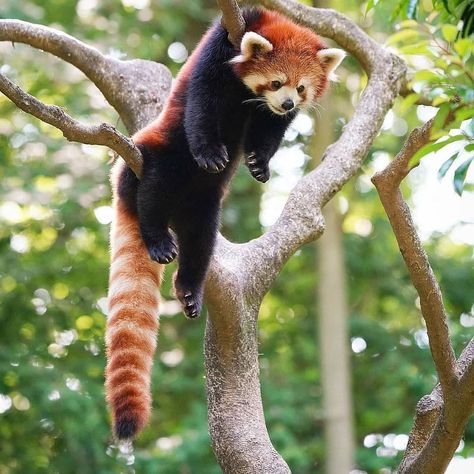 Pandas, Red Pandas, Kawaii, Fox, Funny, Animal Funny, Red Panda, Panda Bear, Log In