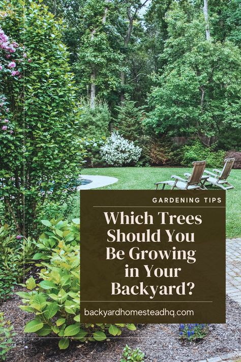 Best Shade Trees Backyards, Fastest Growing Trees For Privacy, Shade Trees For Backyard, Tree Placement In Backyard, Trees For Garden, Best Trees For Privacy, Best Shade Trees, Backyard Nursery, Acreage Living