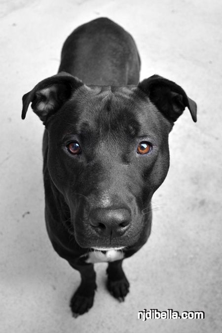 Pointer pitbull mix! Pitbull Lab Mix, Pitbull Lab, Bull Pictures, God Sayings, Monkey Man, Friendly Dogs, Tender Heart, Pit Bull Mix, Amazing Dogs