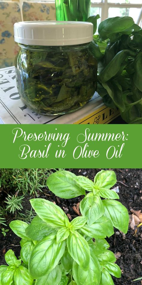 Preserving Summer: Basil in Oil - Dining With Debbie Preserving Basil Leaves In Oil, Preserving Basil In Olive Oil, Preserving Basil In Oil, Using Basil In Recipes, How To Make Basil Oil, Homemade Basil Oil, Basil Preserving Fresh Herbs, What To Do With Lots Of Fresh Basil, Saving Fresh Basil