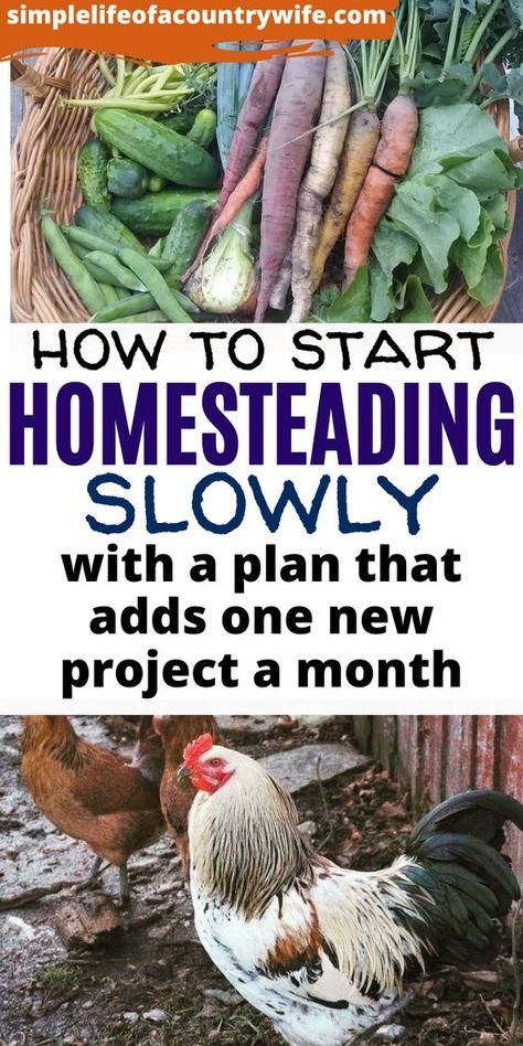 Homesteading Diy, Homestead Farm, Homestead Gardens, Homesteading Skills, Gardening Hacks, Homestead Living, Mini Farm, Living Off The Land, Homestead Survival