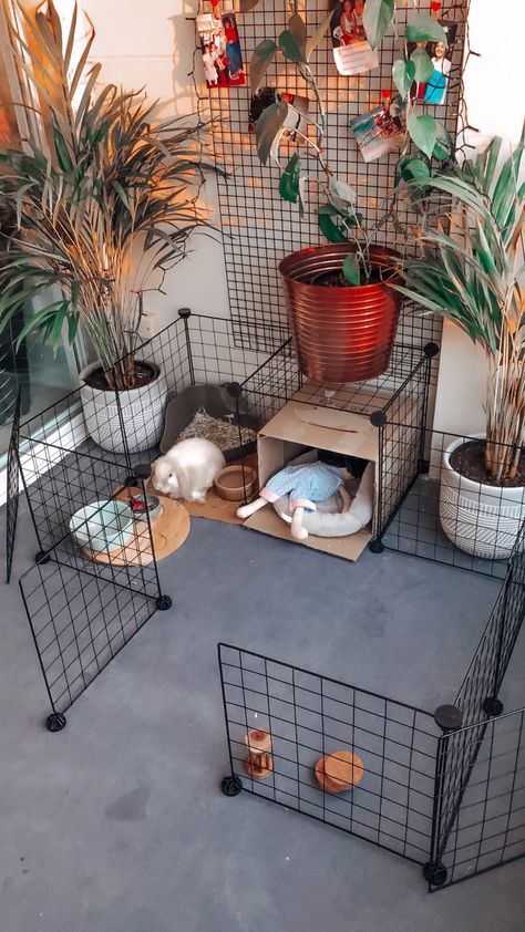 Free Roaming Rabbit Ideas, Bunny Organization Ideas, Freeroam Bunny, Rabbit Homes Indoor, Free Roam Bunny Set Up, Indoor Bunny House, Sugar Glider Pet, Mini Lop Bunnies, Indoor Rabbit Cage