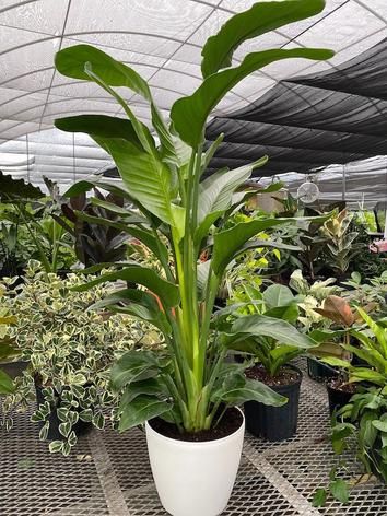 White Bird of Paradise Care and Grow Guide - Smart Garden and Home White Bird Of Paradise Plant, Cold Hardy Palm Trees, White Bird Of Paradise, Agave Americana, Strelitzia Nicolai, Popular House Plants, Century Plant, Australian Trees, Bird Of Paradise Plant