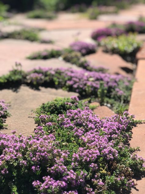 Drought Tolerant Parking Strip, Best Plants For Utah Front Yards, Park Strip Landscaping Ideas Utah, Park Strip Landscaping Utah, Utah Gardening, Red Creeping Thyme, Thyme Flower, Creeping Thyme, Curtain Holder