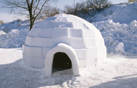 An igloo, also known as snow house, is a form of shelter built entirely of snow. The primary material used in constructing an igloo is compressed snow since solid ice is known to be a poor insulator. The compressed snow gets shaped into blocks. These blocks are then arranged to form a dome. On the inside, the snow house is terraced so people sleep at the uppermost level, leaving the bottom middle area for working and setting the fire. How does an igloo Keep you Warm? Igloo House, Igloo Building, Snow Fort, Landscaping Around Trees, Inuit People, Snow Sculptures, Pole Nord, Brick Molding, Building Techniques