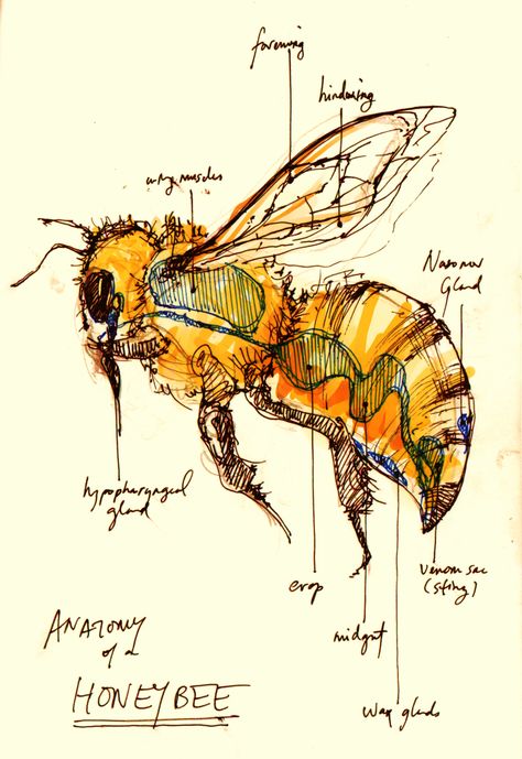 Anatomy of A Honey Bee Scientific Drawing, Personaje Fantasy, Bee Keeper, Bee Art, Arte Sketchbook, Scientific Illustration, Arte Animal, Nature Journal, Save The Bees