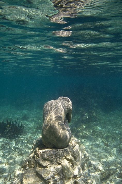 Jason Decaires Taylor, Ocean Bathroom, Underwater Sculpture, Arte Inspo, Ethereal Art, Sculptures & Statues, Nature Aesthetic, Pretty Places, Art Sculpture