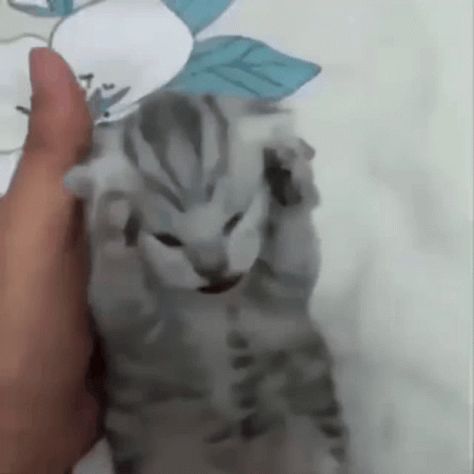 Cat Kitten GIF - Cat Kitten Screaming - Discover & Share GIFs Cat Icon Gif, Kitty Gif, Funny Cat Gifs, Screaming Cat Reaction Pic, Animals Gif, Cat Gif Banner, Cat Screaming, Cat Pfp Gif, Gif Stickers Aesthetic