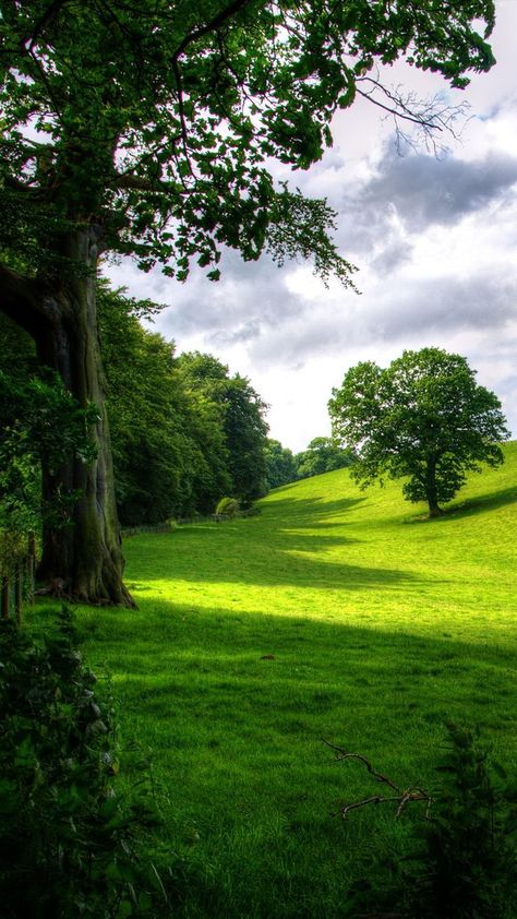 Greenery arrangements