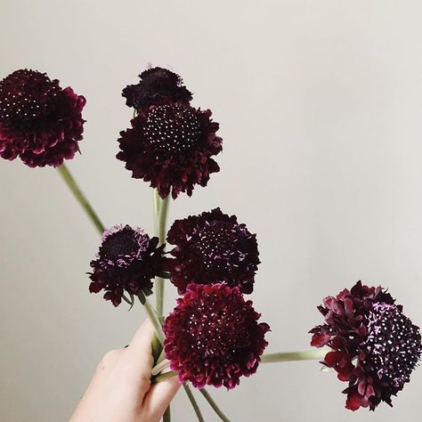 The many different faces of burgundy scabiosa. Weird Flowers, Scabiosa Pod Boutonniere, Raspberry Scabiosa, Dark Scabiosa, Burgundy Scabiosa, Burgundy Foliage, Black Knight Scabiosa, Maroon Dahlia, Scoop Scabiosa