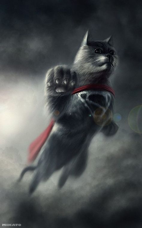 New Superheroes, Gatos Cool, Super Cat, Cat Character, Cat People, Weird Animals, Cat Illustration, Crazy Cat Lady, Crazy Cats