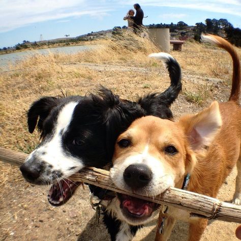 17 dogs that really, really love sticks | MNN - Mother Nature Network Animals Friendship, Two Dogs, Outdoor Dog, Beautiful Dogs, Mans Best Friend, Funny Things, Dog Pictures, Dog Life, I Love Dogs