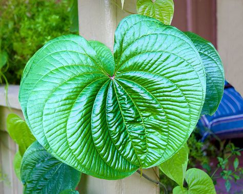 Meet the Air Potato: A Perplexing Invasive with Powerful Therapeutic Potential Potato Plant, Wild Yam, Cash Crop, Potato Vines, Traditional Medicine, Hobby Farms, Community Gardening, Exotic Plants, Herbal Remedies