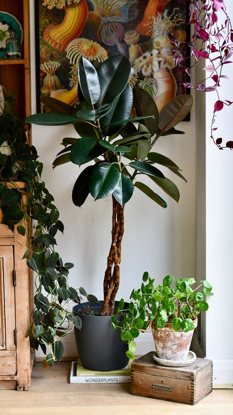 Houseplant Harmony: Embracing the Unique Style of Japanese Indoor Greenery Plant Pot Gifts, Indoor Plants In Front Of Window, Indoor Flower Plants, Indoor Hanging Plants Ideas, Cool House Plants, Rubber Plant Indoor, Plants Living Room, Beautiful Indoor Plants, Vertical Garden Plants