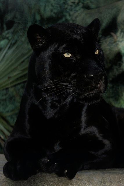 Jaguar Cat, Black Panther Cat, Panther Pictures, Pc Background, Panther Cat, Jaguar Animal, Black Jaguar, Big Cats Art, Black Panthers