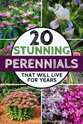 I have major gardening goals. So this list of beautiful perennial plants that live for a long time is coming at the perfect time. With all kinds of flowers, there's options for both full sun and shade gardens. #fromhousetohome #gardeningforbeginners Plants For Full Sun, Blooming Perennials, Perennial Garden Plans, Full Sun Flowers, Garden Perennials, Long Blooming Perennials, Garden Remedies, Shade Gardens, Full Sun Perennials