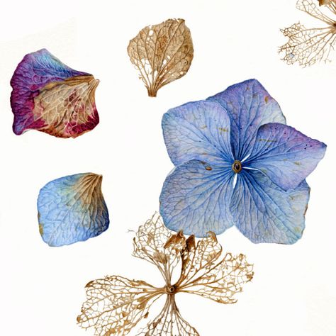 Carolyn Jenkins - Hydrangea Petals on Behance Hydrangea Tattoo, Hydrangea Petals, Hydrangeas Art, Illustration Botanique, Illustration Agency, Botanical Painting, Botanical Watercolor, Photorealism, Botanical Drawings