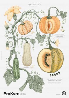 Pumpkin Plant, Illustrated Poster, Pumpkin Illustration, Illustration Botanique, Botanical Illustration Vintage, Architecture Tattoo, Pumpkin Seed, Vintage Botanical Prints, Botanical Poster