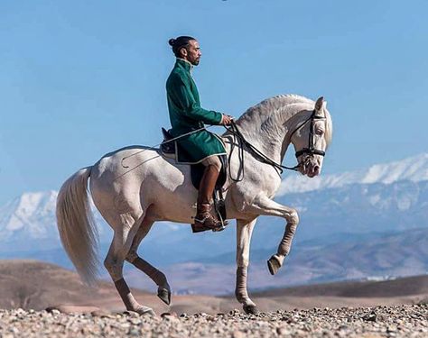 Horse Riding Holiday, Andalusian Horse, Its Fine, Dressage Horses, All About Horses, Horse Trailer, Horse Training, Pretty Horses, Horse Photography