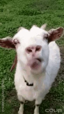 Goat Goat Lick GIF - Goat GoatLick TongueOut - Discover & Share GIFs Funny Emoji Faces, Goats Funny, Animated Animals, Funny Emoji, Funny Animal Memes, Cool Pets, Animal Gifs, Funny Animal Videos, Beautiful Creatures