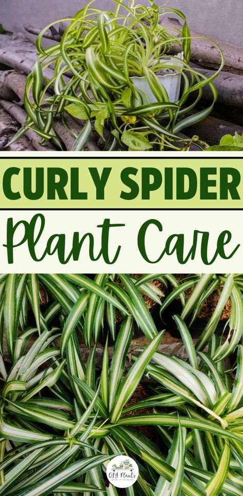 Curly Spider Plant (Chlorophytum comosum “Bonnie”) Spider Plant Care Indoor, Curly Spider Plant, Spider Plant Care, Chlorophytum Comosum, Spider Plant, Patio Plants, House Plant Care, Spider Plants, Yellow Leaves