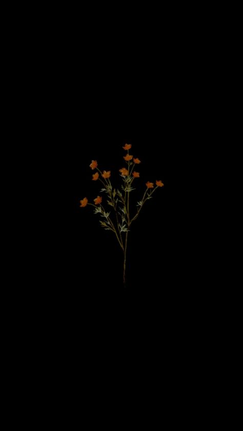 Darker Iphone Wallpaper, Simple Phone Wallpaper Dark, Flowers With A Black Background, Black Background With Flower, Black Wallpaper With Flowers, Flowers Dark Aesthetic, Dark Background Images, Flower In Black Background, Black Wallpaper Flower