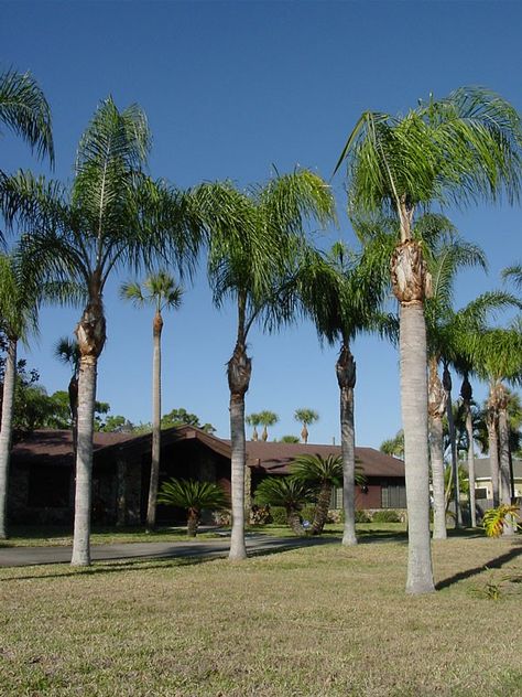 Queen Palm Tree, Queen Palm, Florida Landscaping, Photo Reference, Miami Florida, Backyard Garden, Palm Trees, Landscape Design, Google Images