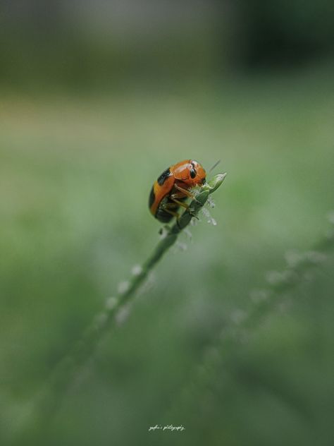 Photography Macro Lens Photography, Lens Photography, Macro Lens, Morning Light, Mobile Photography, Forest, Photography, Quick Saves