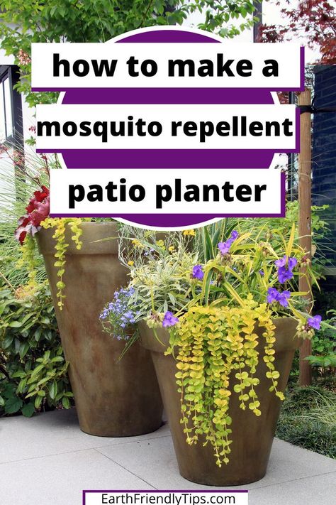 Plants On Patio Potted, Big Pot Plants Outdoor Ideas, Garage Landscape Ideas, How To Arrange Plants In Garden, Plants That Repel Mosquitos, Patio Greenery, Plants That Repel Flies, Insect Repellent Plants, Plants That Repel Mosquitoes