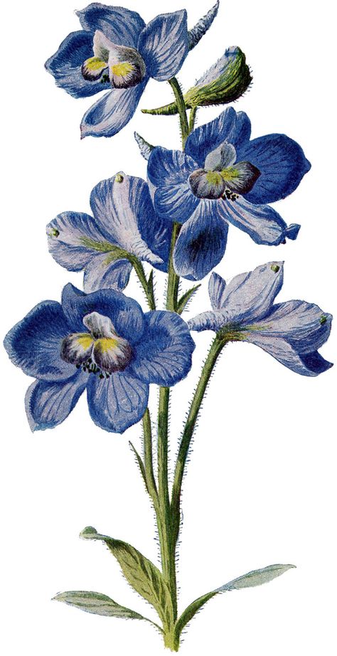 Today I’m sharing this Vintage Beautiful Tall Blue Flower Image Blue Flowers Images, Boys Tattoo, Images Victoriennes, Fleurs Art Nouveau, Botanical Journal, Alpine Flowers, Flower Illustrations, Pastel Sec, Flowers Blue