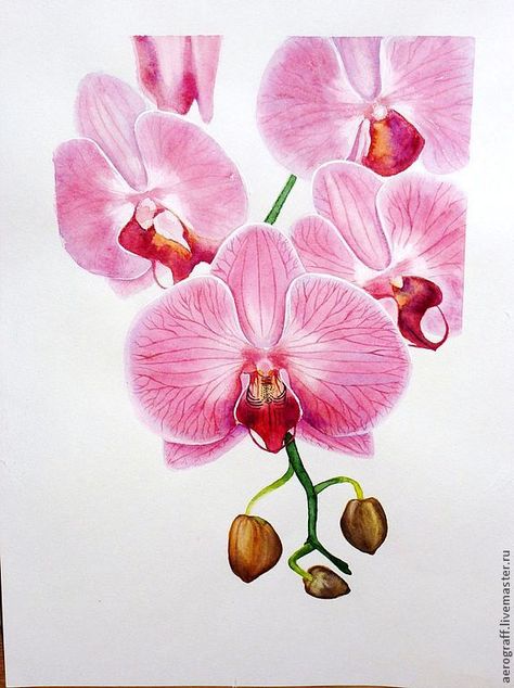 Flores Plumeria, Orchid Drawing, Orchids Painting, Watercolor Painting Techniques, Pink Orchids, Watercolor Flowers Paintings, Botanical Painting, Botanical Drawings, Flower Art Painting