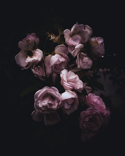 Roses✨ . . . . . . . . #flowerphotography #roses #moodygrams #moodytoning #moodyedits #pink #flowermagic#flowerlovers#moodyelegance #naturelovers#summer#august#oslo #norway #instagood#instalike #instadaily#photooftheday#picoftheday Moody Feminine, Moody Floral Photography, Moody Flowers, Floral Photography, Flowers Photography, Floral Art, Floral, Flowers, Photography